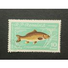 Румыния 1960. Рыба. Сазан