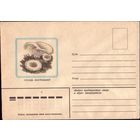 1982 год Груздь настоящий