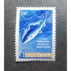 Марка СССР 1962 год Рыба
