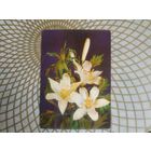 Открытка СССР 1989 год.   Чистая. И.Дегилев . Состояние на скане.