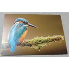 Посткроссинг. Открытка из Нидерландов: обыкновенный зимородок  (10х15). Прошла почту. Художественные марки, чёткий штемпель.