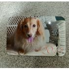 Календарик карманный собака 2018