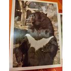 Открытка гималайский мишка и обезьянка