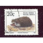 ЮАР. Фауна. Южноафриканский еж