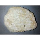 Окаменелость-очень и очень и очень древняя!!!