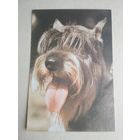 Карманный календарик. Собака . 1995 год