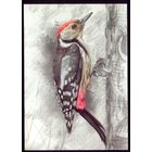 2022 год Средний дятел