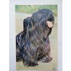 Собаки. Скай-терьер