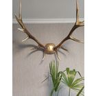 Рога алтайского оленя Изюбрь