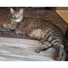 Стерилизованная кошка (1 год) в дар