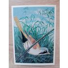 Егоров 1984 не подписана