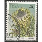 ЮАР. Протея длинолистая. 1977г. Mi#515.