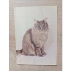 Календарик 1993