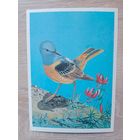 Егоров 1984 чистая