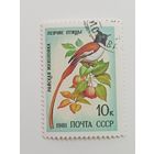 1981 СССР. Певчие птицы. Райская мухоловка