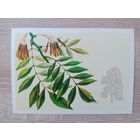 Куртенко 1979 чистая