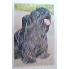 Киселева Г., Скай-терьер; 1969, чистая.