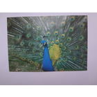 Календарик 1998 г. Павлин.