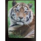 Календарик стерео 3 D Тигр 2018г