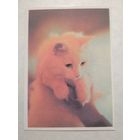 Карманный календарик. Котик. 1993 год