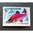 Марка СССР 1983 год Рыба