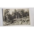 До 1917 года  открытка