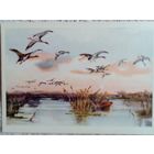 Строганава. Утренняя зорька