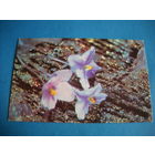 Открытка. С праздником 8 марта. Шибанов. Двойная. Чистая. 1977 г.