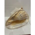 Морская раковина Кассис рогатый