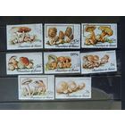 Гвинея. 1977. Грибы