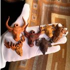 Кулон, подвеска Буйвол, бык, бизон из ценной породы дерева Цена разная