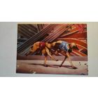 Фантастика, спорт, собаки