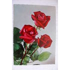 Открытка, Розы; чистая (изд. Германия).