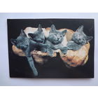 Календарик 1996 г. Белсоюзпечать.