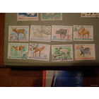 Монголия. Детёныши домашних животных. 1968г. Mi#482-89.  Серия.