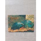 Календарик 1992