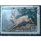 1961 Косуля