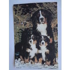 Календарик 1996 г.  Семейка.