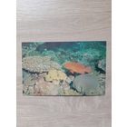 Открытка 1985