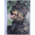 Календарик 1996 г.  Малая лохматая собака.