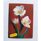 П.Костенко 8 марта. 1988 год. Чистая.