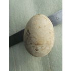 Окаменевшее яйцо