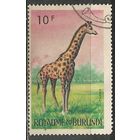 Бурунди. Животный мир страны. Жираф. 1964г. Mi#97.