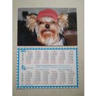 Карманный календарик . Щенок йоркширского терьера. Белпочта. 2002 год
