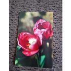 Тюльпаны Чистая. 1974 года. Фото Матанова.