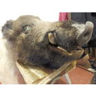 Чучело головы-Кабана-Профессиональная.