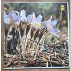 Лев Лещенко и Группа Спектр