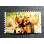 Марка Германия 2014 год Лисята