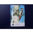 Календарик 1987 г.  Латвийское общество Охраны природы. Пестрый дятел.