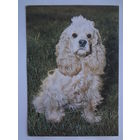 Календарик 1996 г. Белсоюзпечать.